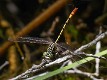 Austroepigomphus turneri male-5